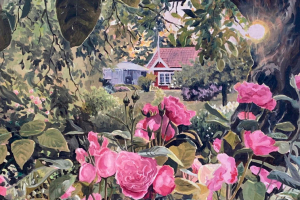 Brevkort - Rosor blommar på Södra koloniområdet, Kalmar